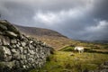 White Horse in the Mountains Royalty Free Stock Photo