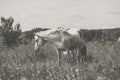 Portrait white horse mum with foal graze in the green summer hilly valley.