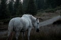 White horse nature portrait at sunset Royalty Free Stock Photo