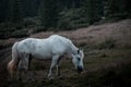 White horse nature portrait at sunset Royalty Free Stock Photo