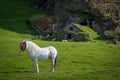 White horse near a cave dwelling