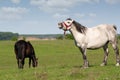 White horse neigh Royalty Free Stock Photo