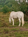 white horse nibbling green grass