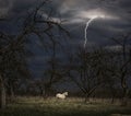 White horse at night in an autumn garden in bad weather Royalty Free Stock Photo