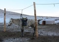A White Horse and the Nomadic Ger (Tent) in Winter, Central Mongolia