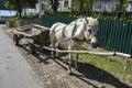 White horse with old wooden cart in the village street Royalty Free Stock Photo