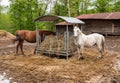 White horse outside that is eating hay in a farm stable Royalty Free Stock Photo