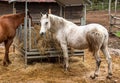 White horse outside that is eating hay in a farm stable Royalty Free Stock Photo