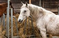 White horse outside that is eating hay in a farm stable Royalty Free Stock Photo