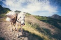 White Horse pack Animal Royalty Free Stock Photo