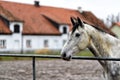 Horse on a paddock on a farm in eastern Poland Royalty Free Stock Photo