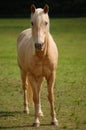 White Horse in Pasture Royalty Free Stock Photo