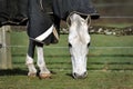 White horse on pasture eats grass. Horse covered with dirty horse blanket. Shot of the head and hooves Royalty Free Stock Photo