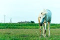 A white horse in a pasture eats green grass. A horse walks on a green meadow during sunset. Livestock farm, meat and milk Royalty Free Stock Photo