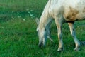 A white horse in a pasture eats green grass. A horse walks on a green meadow during sunset. Livestock farm, meat and milk Royalty Free Stock Photo