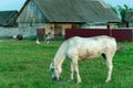 A white horse in a pasture eats green grass. A horse walks on a green meadow during sunset. Livestock farm, meat and milk Royalty Free Stock Photo