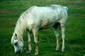 A white horse in a pasture eats green grass. A horse walks on a green meadow during sunset. Livestock farm, meat and milk Royalty Free Stock Photo