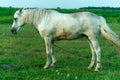 A white horse in a pasture eats green grass. A horse walks on a green meadow during sunset. Livestock farm, meat and milk Royalty Free Stock Photo