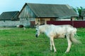 A white horse in a pasture eats green grass. A horse walks on a green meadow during sunset. Livestock farm, meat and milk Royalty Free Stock Photo