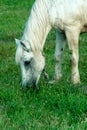 A white horse in a pasture eats green grass. A horse walks on a green meadow during sunset. Livestock farm, meat and milk Royalty Free Stock Photo