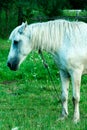 A white horse in a pasture eats green grass. A horse walks on a green meadow during sunset. Livestock farm, meat and milk Royalty Free Stock Photo