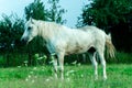 A white horse in a pasture eats green grass. A horse walks on a green meadow during sunset. Livestock farm, meat and milk Royalty Free Stock Photo