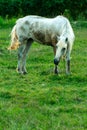 A white horse in a pasture eats green grass. A horse walks on a green meadow during sunset. Livestock farm, meat and milk Royalty Free Stock Photo