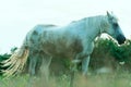 A white horse in a pasture eats green grass. A horse walks on a green meadow during sunset. Livestock farm, meat and milk Royalty Free Stock Photo