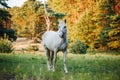 White horse on pasture in woodland Royalty Free Stock Photo