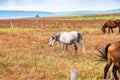 White horse on pasture in Karajukica Bunari, Serbia