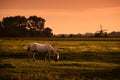 White horse on pasture at sunrise Royalty Free Stock Photo