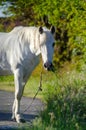 White horse pasturing on the side of a road Royalty Free Stock Photo