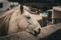 White Horse Peeking over a Stone Wall Royalty Free Stock Photo