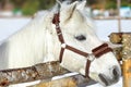 Beautiful white horse in a pen at sunset close-up Royalty Free Stock Photo