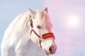 Beautiful white horse in a pen at sunset close-up Royalty Free Stock Photo