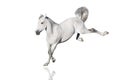 White horse play fun Royalty Free Stock Photo