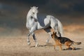 White horse play with german shepherd Royalty Free Stock Photo