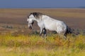 White horse play Royalty Free Stock Photo