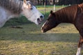 White horse playfully bites at a brown horse in a green pasture Royalty Free Stock Photo
