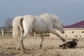 White horse playing with happy black dog in a paddock Royalty Free Stock Photo