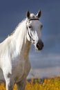 White horse portrait Royalty Free Stock Photo