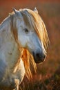 White horse portrait in backlight Royalty Free Stock Photo