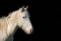 White horse portrait on black contrast background Royalty Free Stock Photo