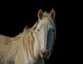 White horse portrait on black contrast background Royalty Free Stock Photo