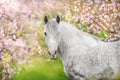 White horse portrait in blossom Royalty Free Stock Photo