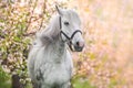 White horse portrait on blossom Royalty Free Stock Photo