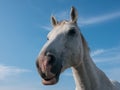 White horse portrait, close up wide angle against blue sky. Royalty Free Stock Photo