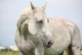 White horse portrait at the grazing