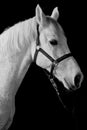 White horse portrait isolated on black Royalty Free Stock Photo
