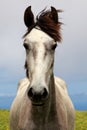 White Horse portrait Jolly Jumper Royalty Free Stock Photo
